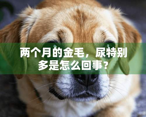 两个月的金毛，尿特别多是怎么回事？