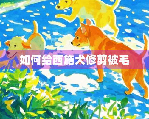 如何给西施犬修剪被毛