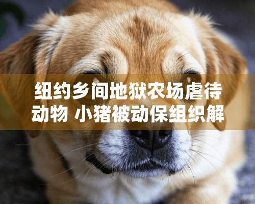 纽约乡间地狱农场**动物 小猪被动保组织解救出