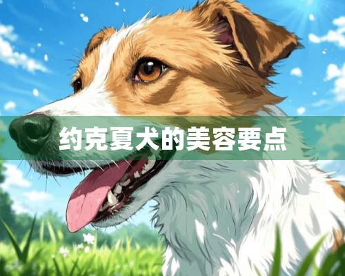 约克夏犬的美容要点