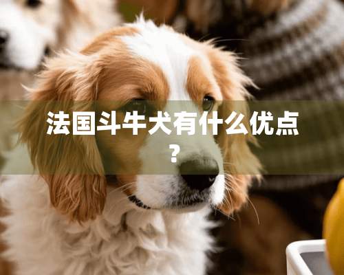 法国斗牛犬有什么优点？