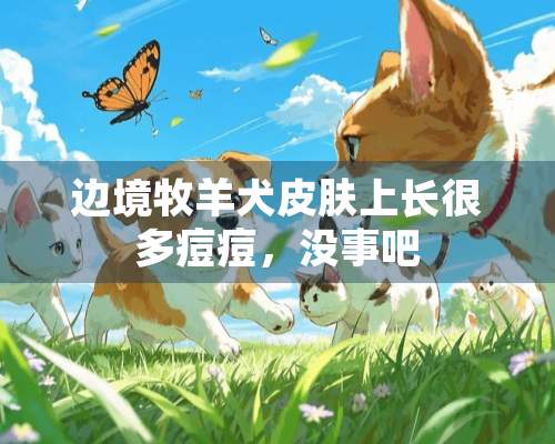 边境牧羊犬皮肤上长很多痘痘，没事吧