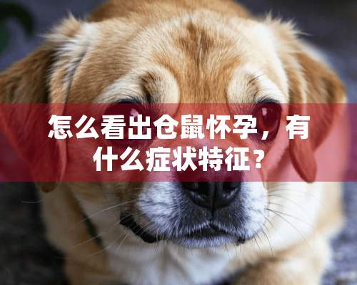 怎么看出仓鼠怀孕，有什么症状特征？