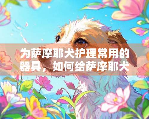 为萨摩耶犬护理常用的器具，如何给萨摩耶犬洗澡