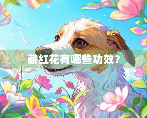 藏红花有哪些功效？