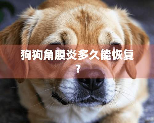 狗狗角膜炎多久能恢复？