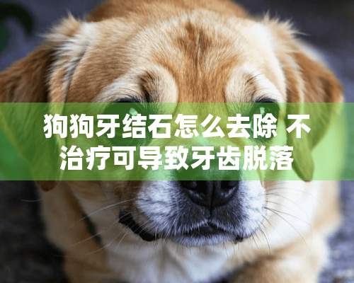 狗狗牙结石怎么去除 不治疗可导致牙齿脱落