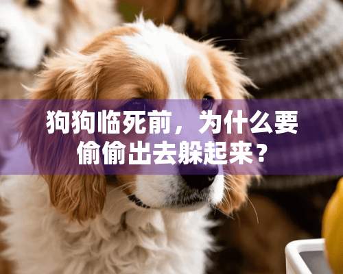 狗狗临死前，为什么要**出去躲起来？