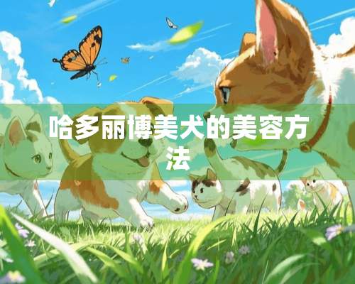 哈多丽博美犬的美容方法