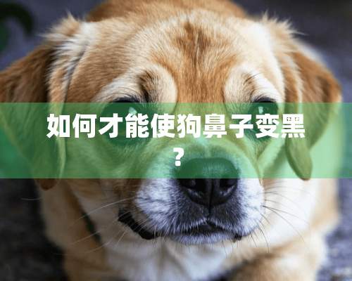 如何才能使狗鼻子变黑？