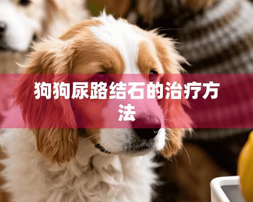 狗狗尿路结石的治疗方法