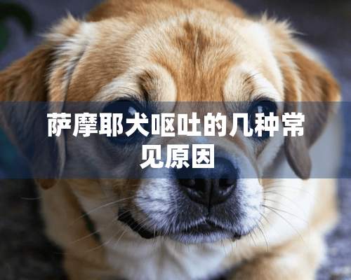 萨摩耶犬呕吐的几种常见原因