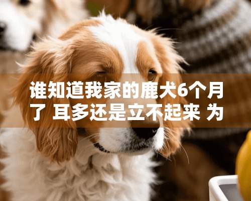 谁知道我家的鹿犬6个月了 耳多还是立不起来 为什么 怎么办