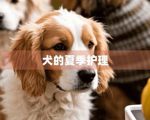 犬的夏季护理