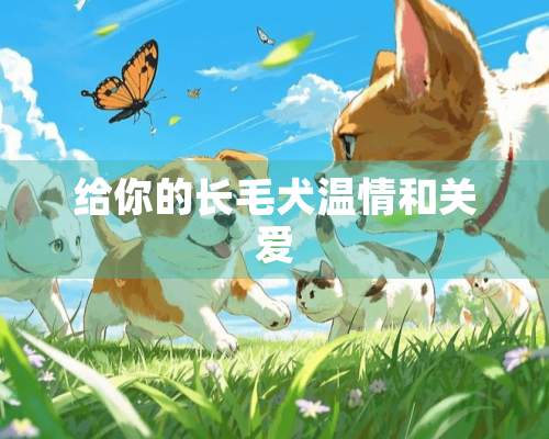 给你的长毛犬温情和关爱