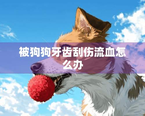 被狗狗牙齿刮伤流血怎么办