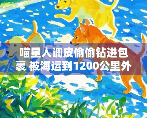 喵星人调皮**钻进包裹 被海运到1200公里外