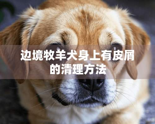 边境牧羊犬身上有皮屑的清理方法