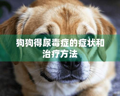 狗狗得尿毒症的症状和治疗方法