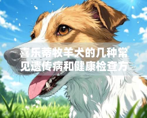 喜乐蒂牧羊犬的几种常见遗传病和健康检查方法