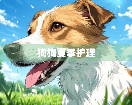 狗狗夏季护理