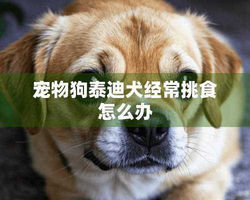 宠物狗泰迪犬经常挑食怎么办