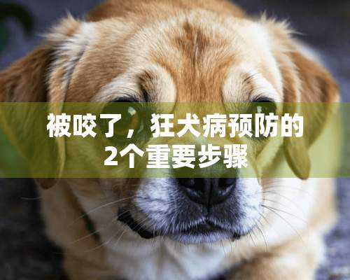 被咬了，狂犬病预防的2个重要步骤