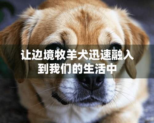 让边境牧羊犬迅速融入到我们的生活中