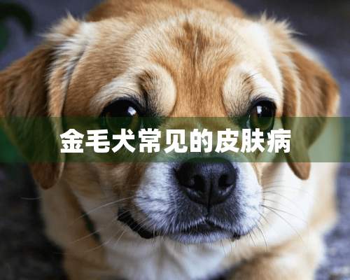 金毛犬常见的皮肤病