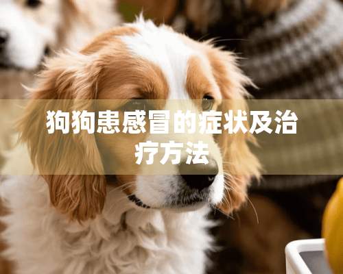 狗狗患感冒的症状及治疗方法