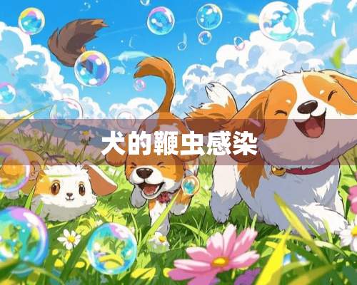 犬的鞭虫感染