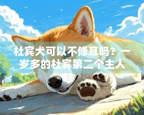 杜宾犬可以不修耳吗？一岁多的杜宾第二个主人还喂得熟吗？