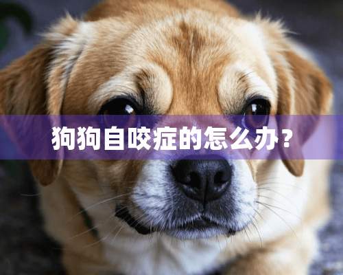 狗狗自咬症的怎么办？