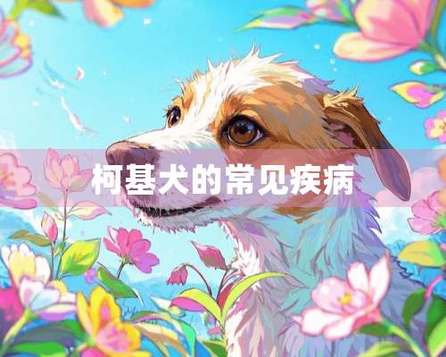 柯基犬的常见疾病