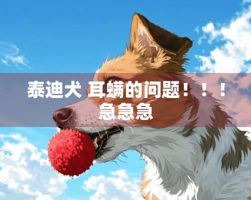 泰迪犬 耳螨的问题！！！急急急