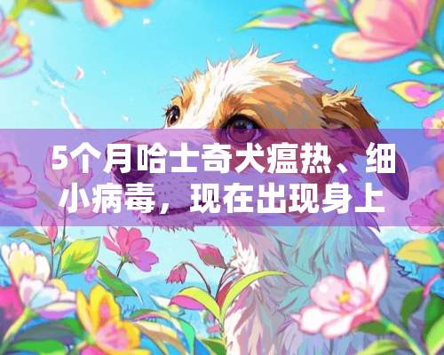 5个月哈士奇犬瘟热、细小病毒，现在出现身上出血情况怎么办？急！！！！