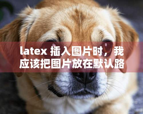 latex 插入图片时，我应该把图片放在默认路径下，默认路径是什么？