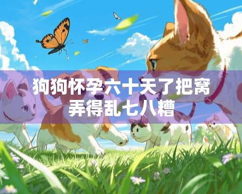 狗狗怀孕六十天了把窝弄得乱七八糟