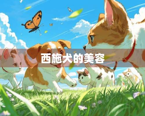 西施犬的美容