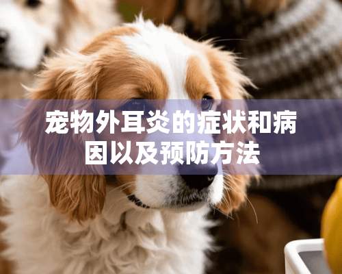 宠物外耳炎的症状和病因以及预防方法