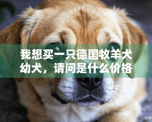 我想买一只德国牧羊犬幼犬，请问是什么价格？