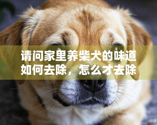 请问家里养柴犬的味道如何去除，怎么才去除家里养狗的异味