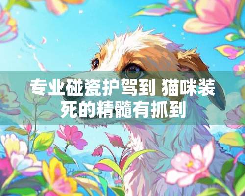 专业碰瓷护驾到 猫咪装死的精髓有抓到