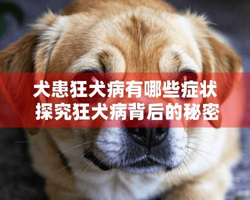 犬患狂犬病有哪些症状 探究狂犬病背后的秘密