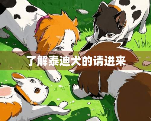 了解泰迪犬的请进来