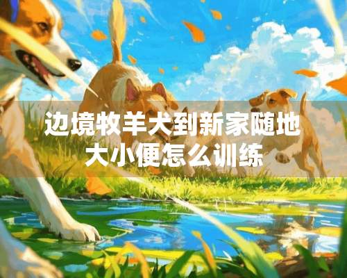 边境牧羊犬到新家随地大小便怎么训练