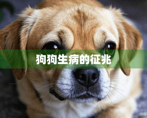 狗狗生病的征兆