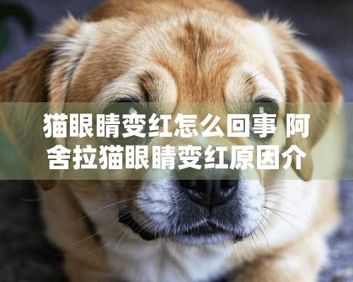 猫眼睛变红怎么回事 阿舍拉猫眼睛变红原因介绍