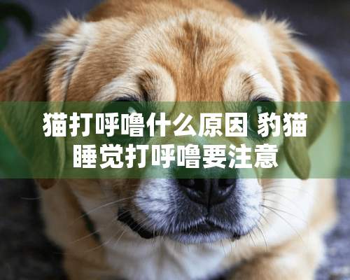 猫打呼噜什么原因 豹猫睡觉打呼噜要注意