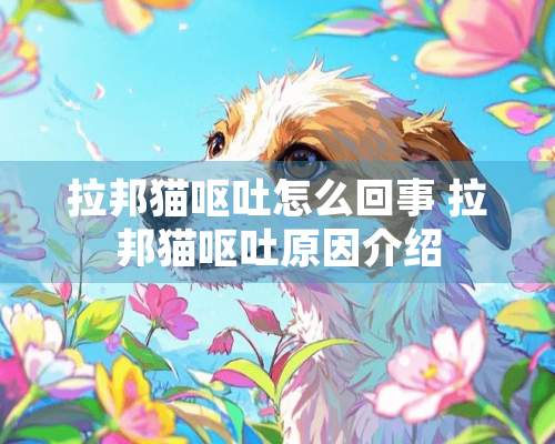 拉邦猫呕吐怎么回事 拉邦猫呕吐原因介绍